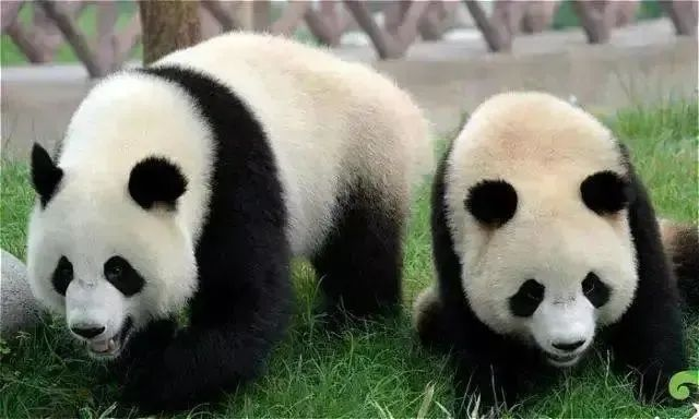 探秘国宝大熊猫